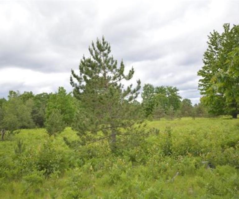 0 43 North 43 1/2 Road, Unit LOT: B Manton, MI 49663 - Photo 12 of 12