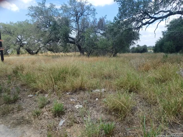 a view of a lush green forest with lots of trees