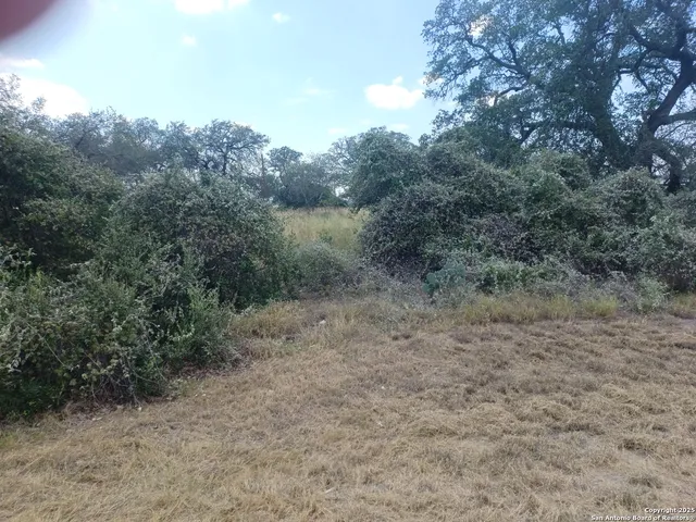 a view of a forest with trees in the background