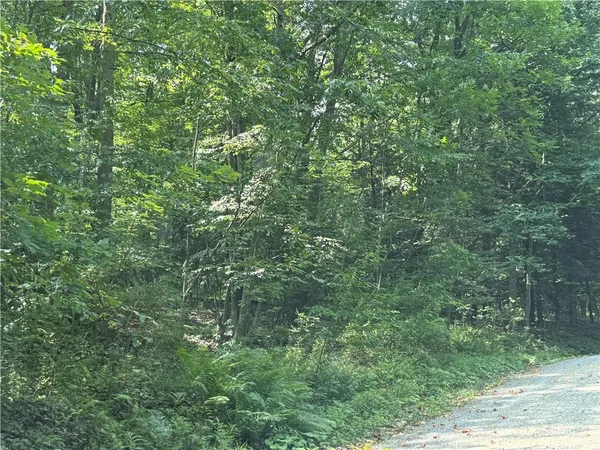 a view of a lush green forest