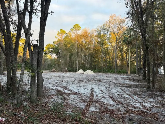 a view of a forest filled with trees