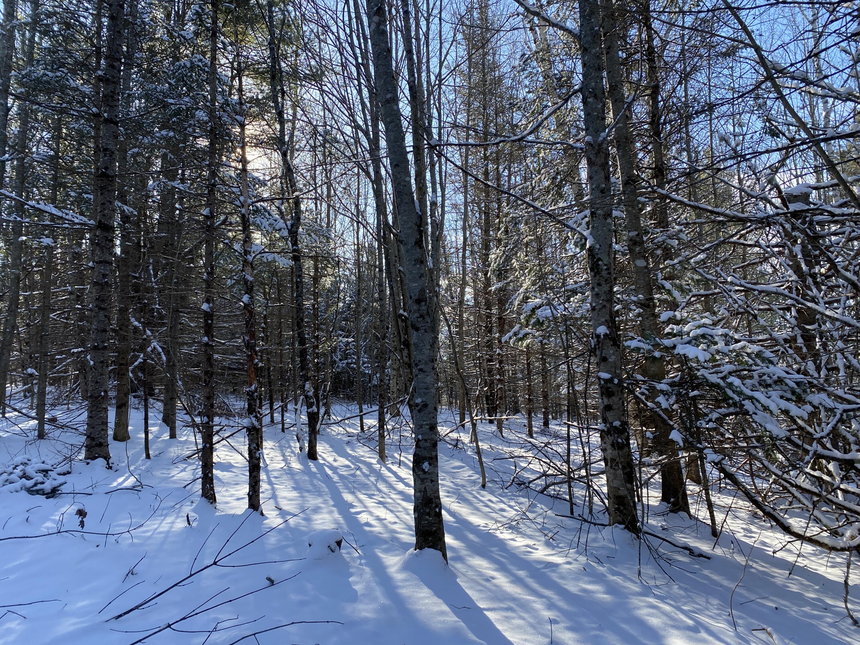Lot 1 Coffin Road Thorndike, ME 04986 - Photo 5 of 8 IMG_3309