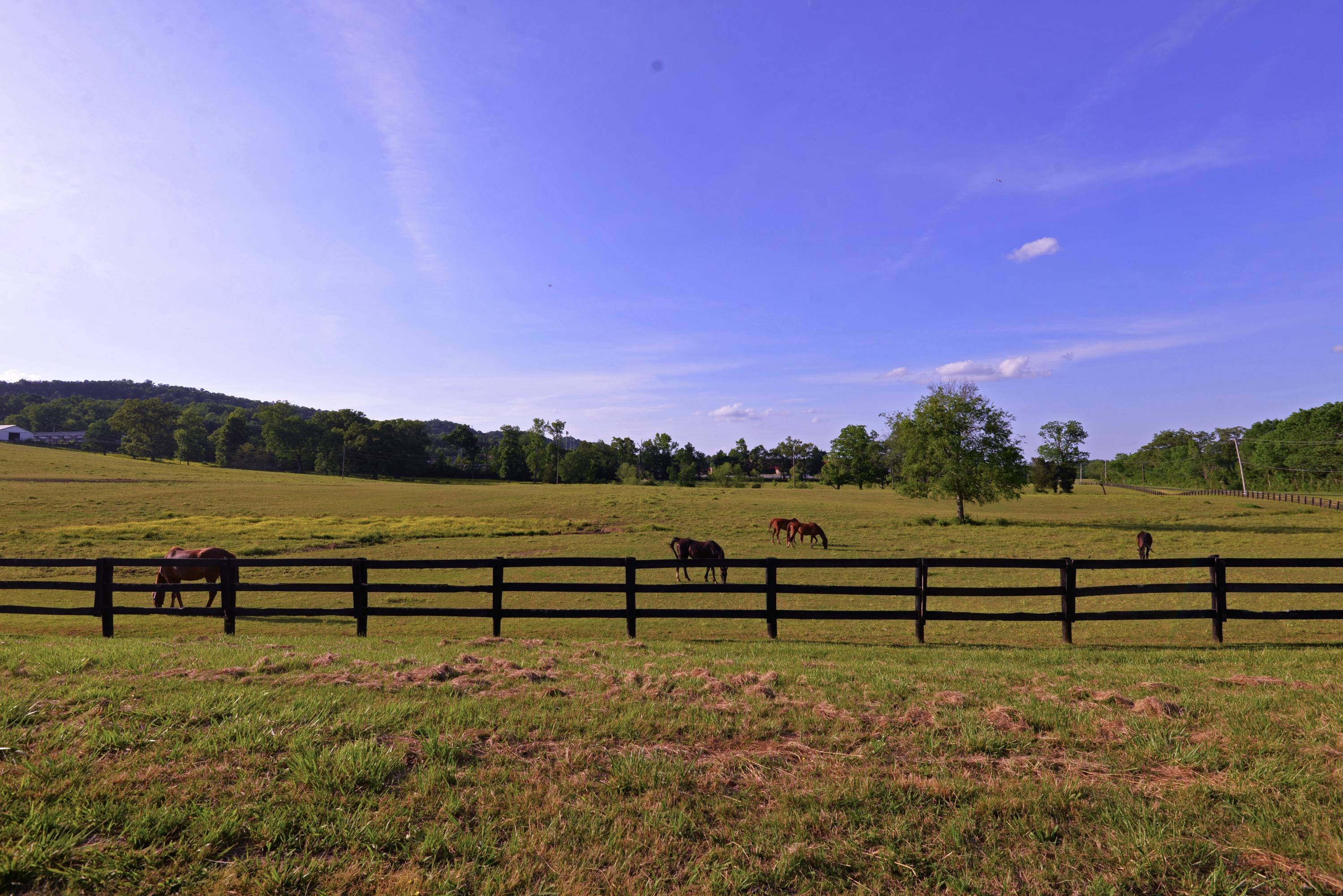 490 Hutcheson Road, Unit TRACT A Flintstone, GA 30725 - Photo 34 of 35 Front pasture with horses (med)