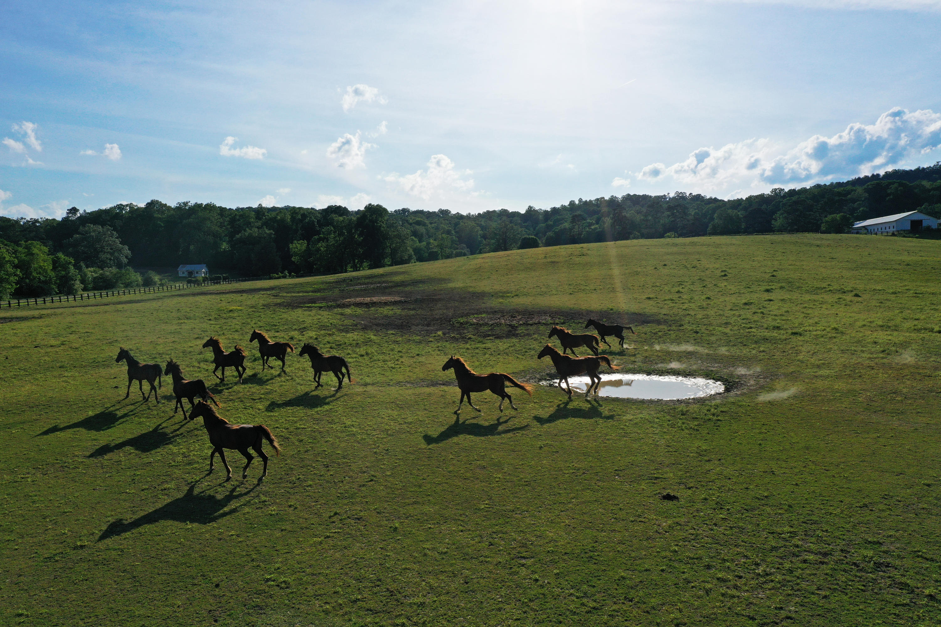 490 Hutcheson Road, Unit TRACT A Flintstone, GA 30725 - Photo 6 of 35 Horses