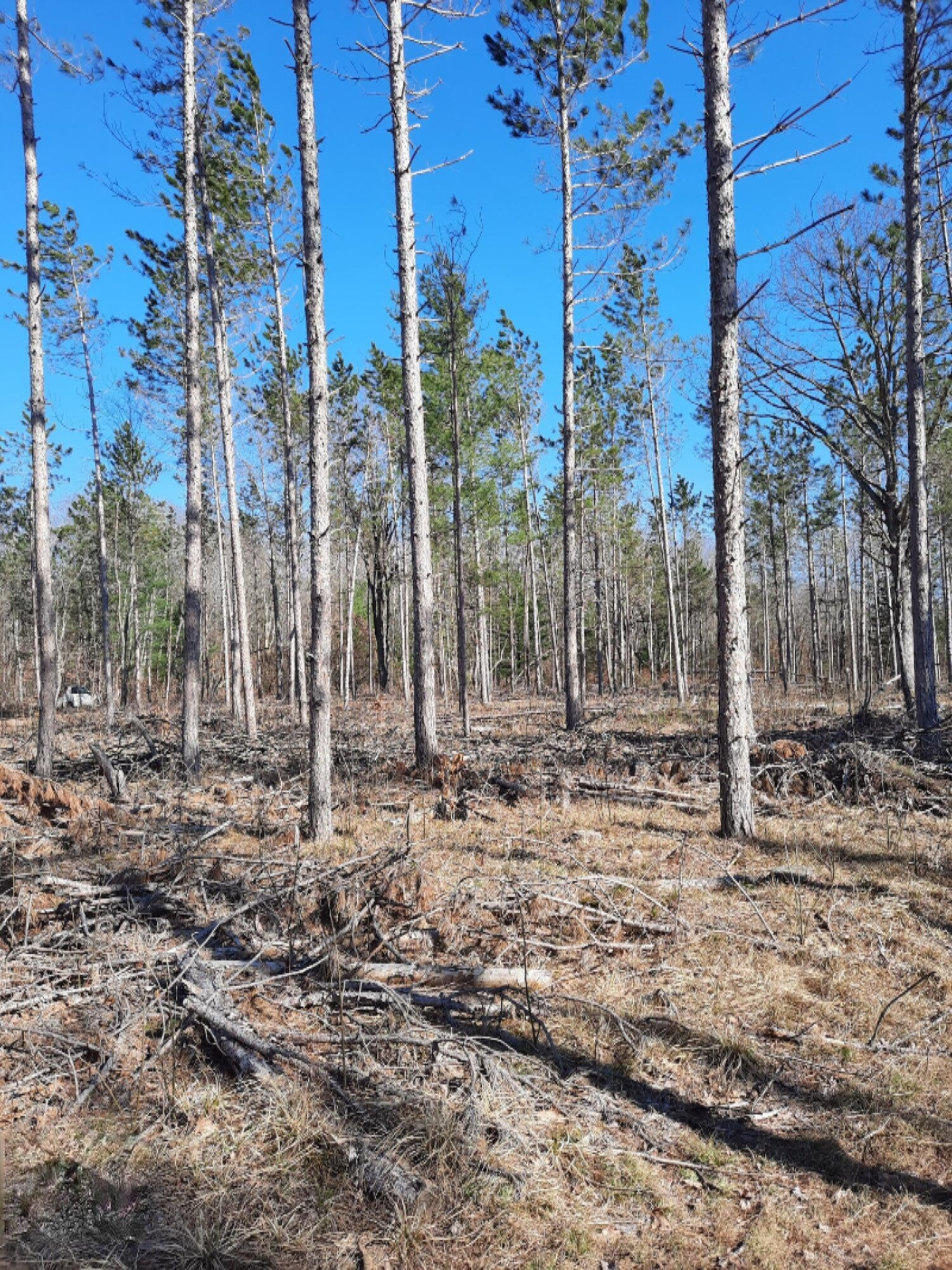 13 Acres Sauble Road Free Soil, MI 49411 - Photo 6 of 11 20210329_164206-1