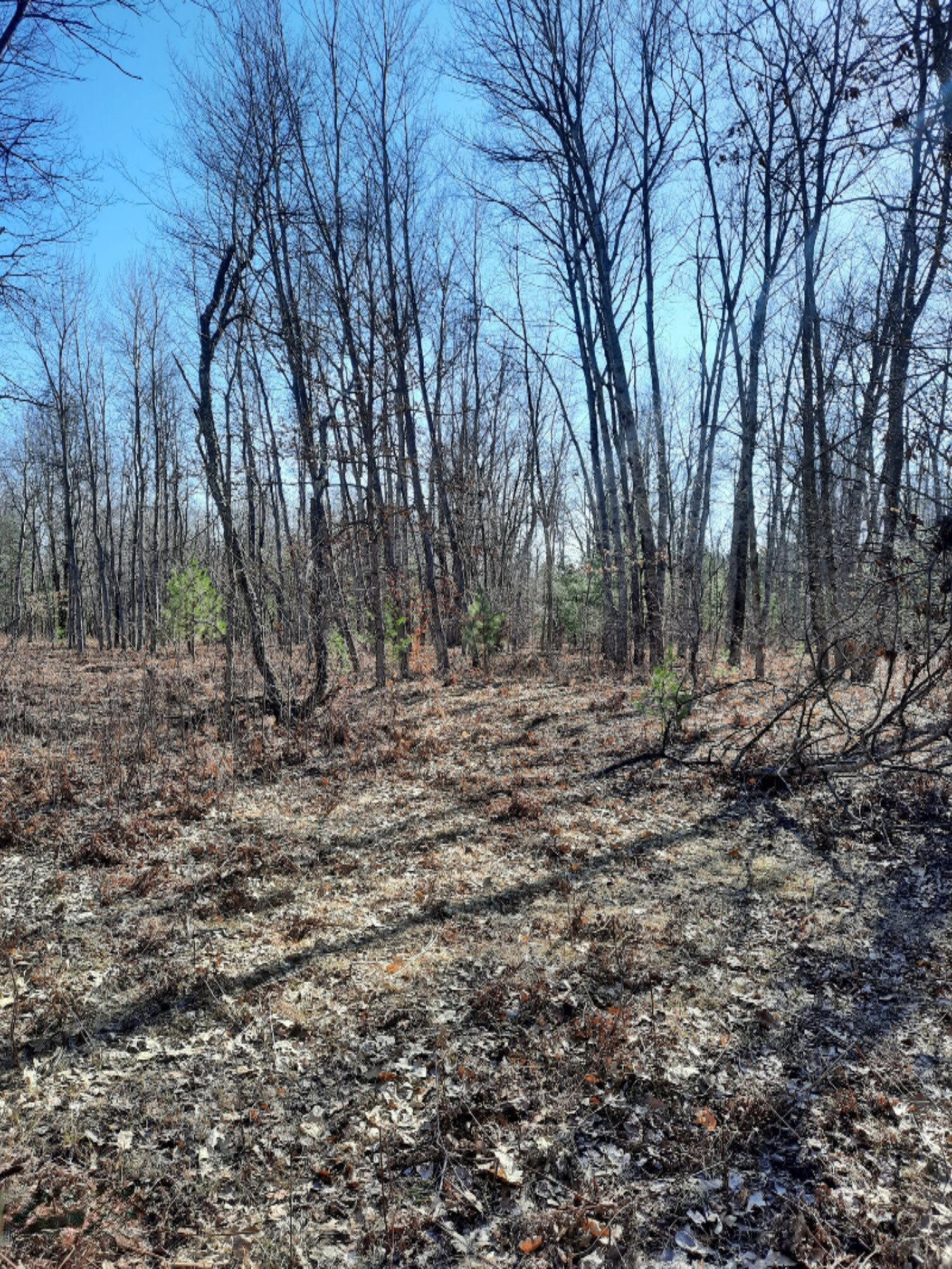 13 Acres Sauble Road Free Soil, MI 49411 - Photo 7 of 11 20210329_164712