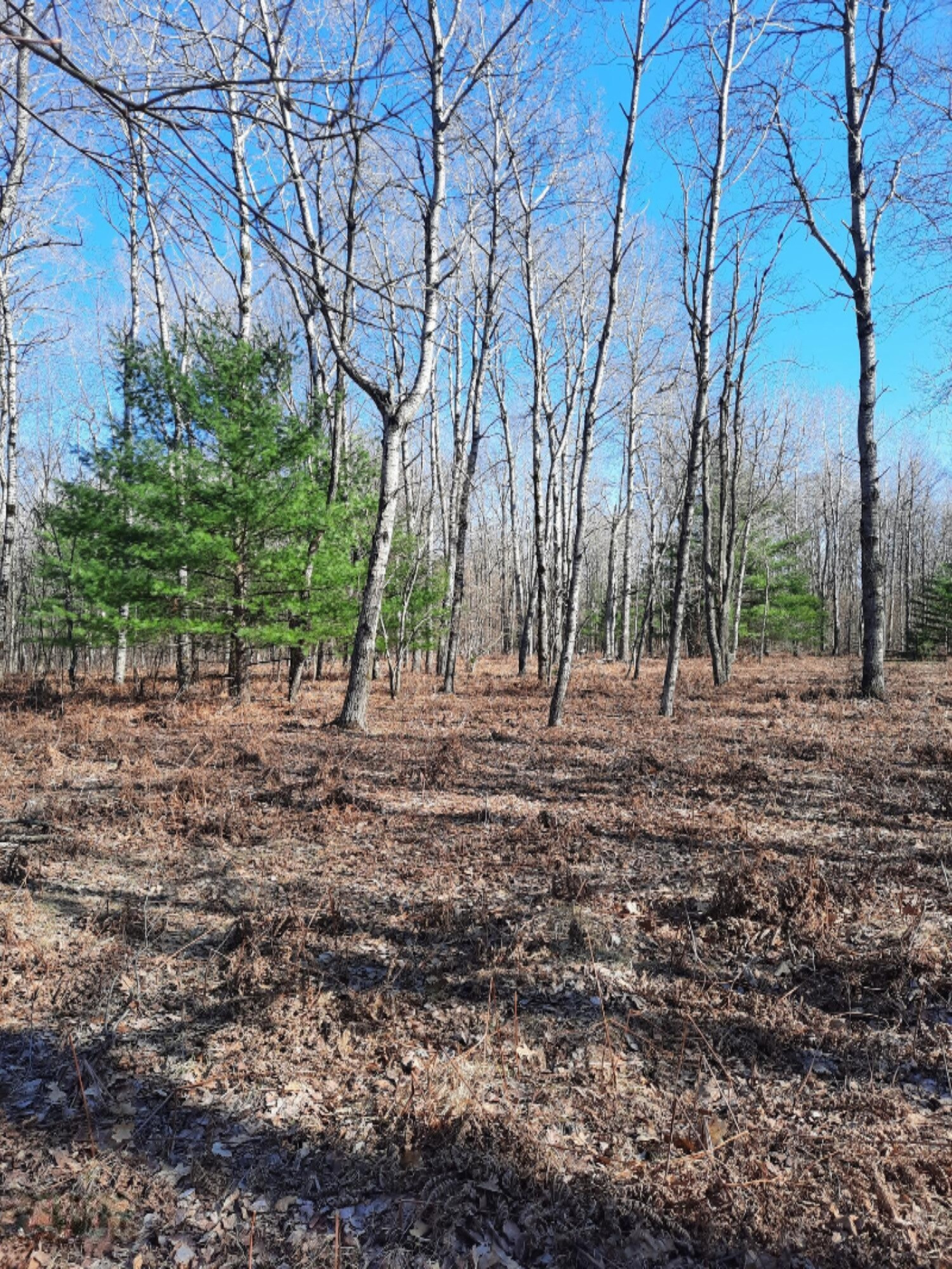13 Acres Sauble Road Free Soil, MI 49411 - Photo 8 of 11 20210329_164738