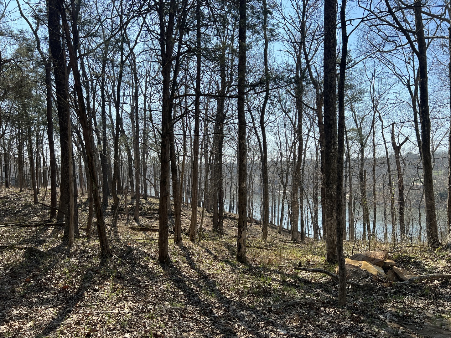 Lot 139 Cherry Point Goreville, IL 62939 - Photo 11 of 11 a view of outdoor space with lots of trees