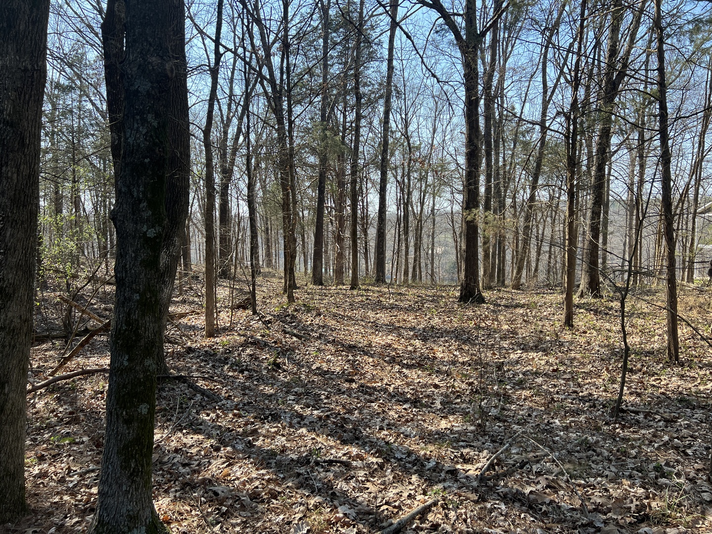 Lot 139 Cherry Point Goreville, IL 62939 - Photo 3 of 11 a view of outdoor space with trees