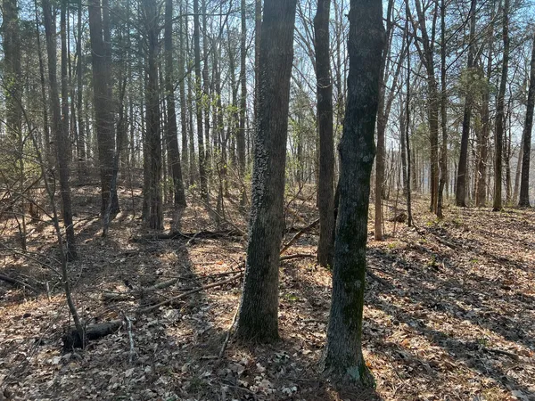 a view of trees