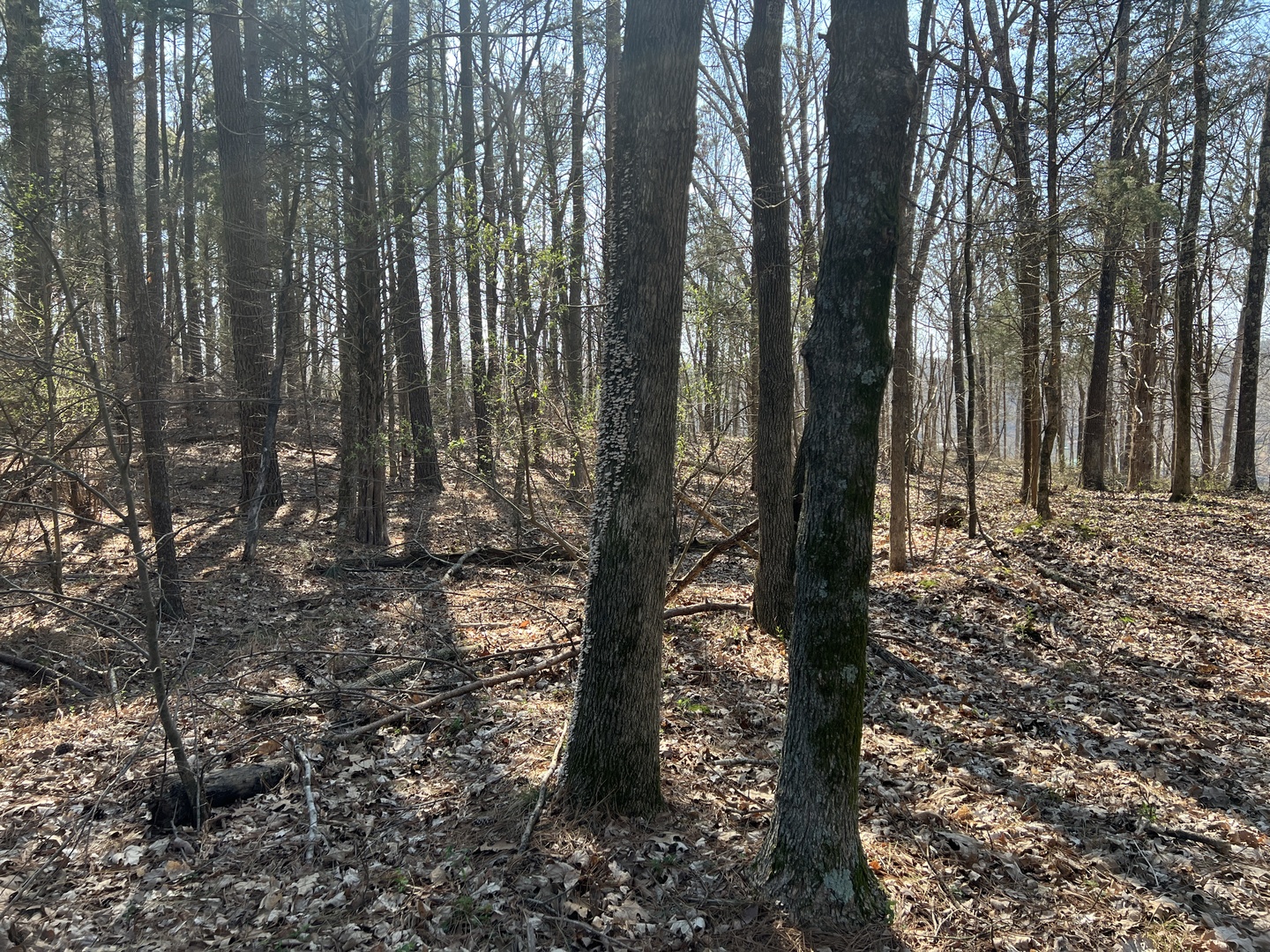 Lot 139 Cherry Point Goreville, IL 62939 - Photo 4 of 11 a view of trees