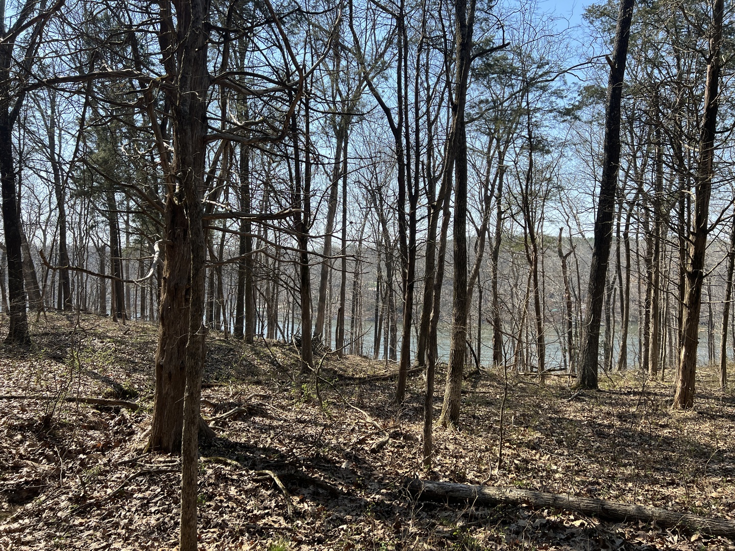Lot 139 Cherry Point Goreville, IL 62939 - Photo 5 of 11 a view of a backyard with large trees
