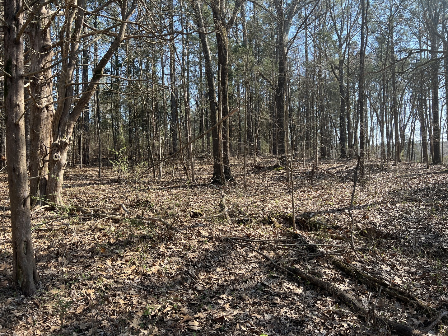 Lot 139 Cherry Point Goreville, IL 62939 - Photo 7 of 11 a view of outdoor space with trees