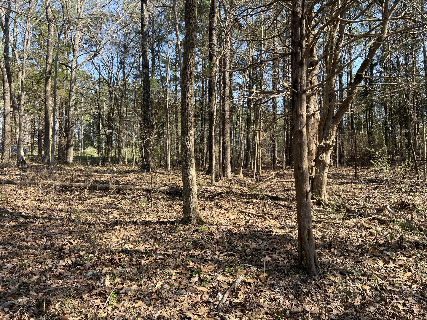 Lot 139 Cherry Point Goreville, IL 62939 - Photo 8 of 11 a backyard of a house with lots of green space