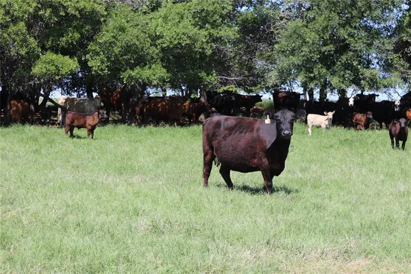 $1,538,250 | 293-acres Deer Creek Road, Henrietta, TX 76365
