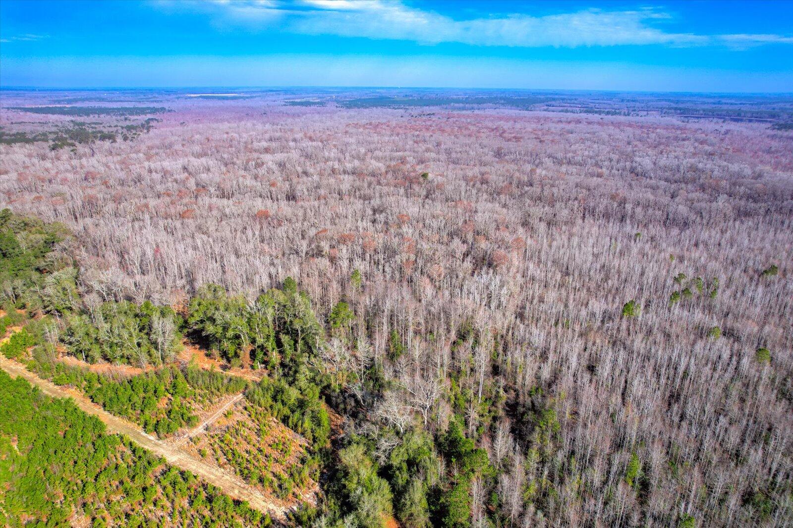 1114 Lott Bluff Road Blackville, SC 29817 - Photo 77 of 164