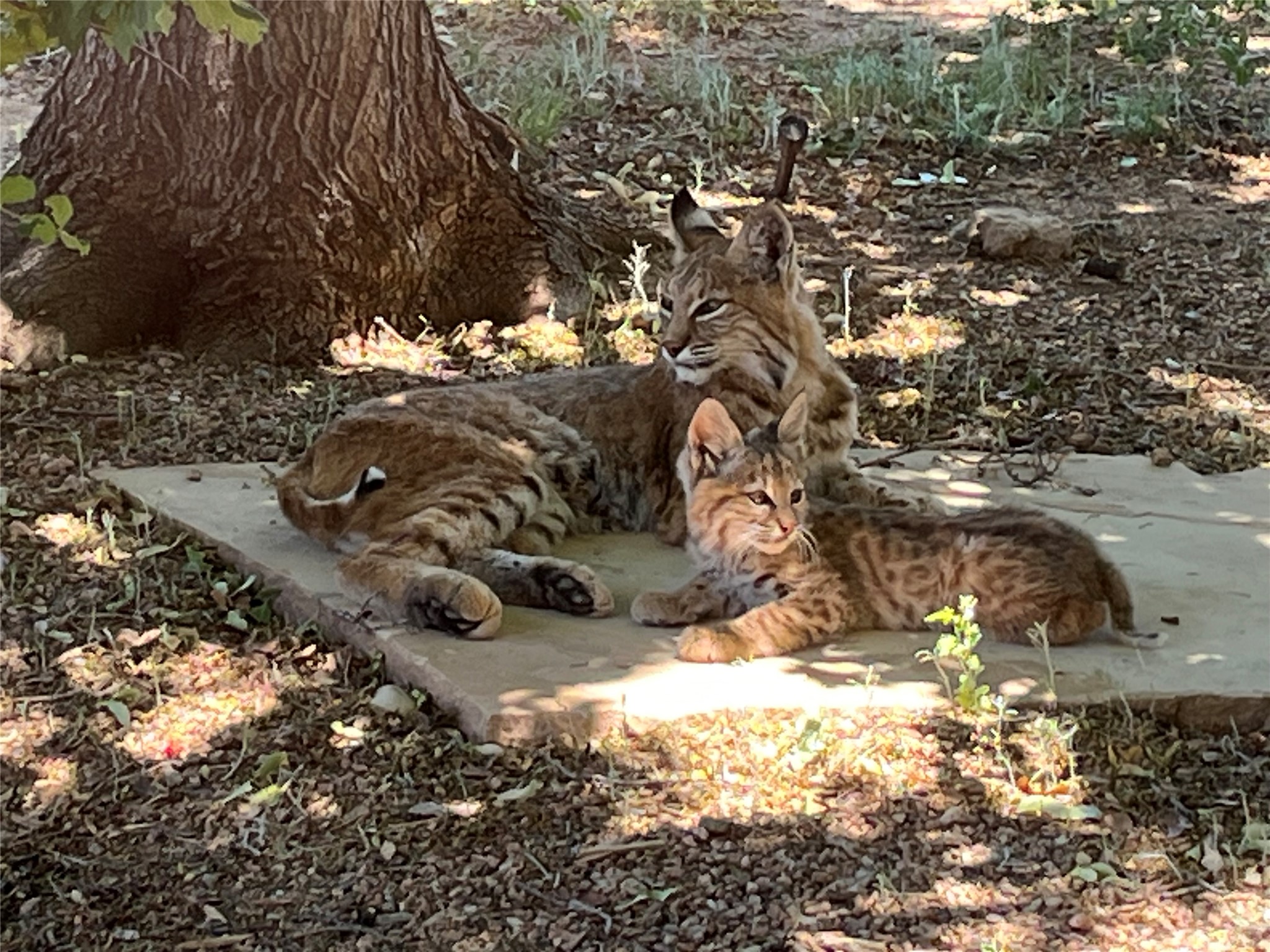 23 Monterey Road Santa Fe, NM 87508 - Photo 22 of 23 Visiting bobcats