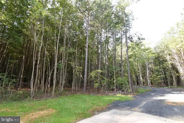 a view of a backyard with trees
