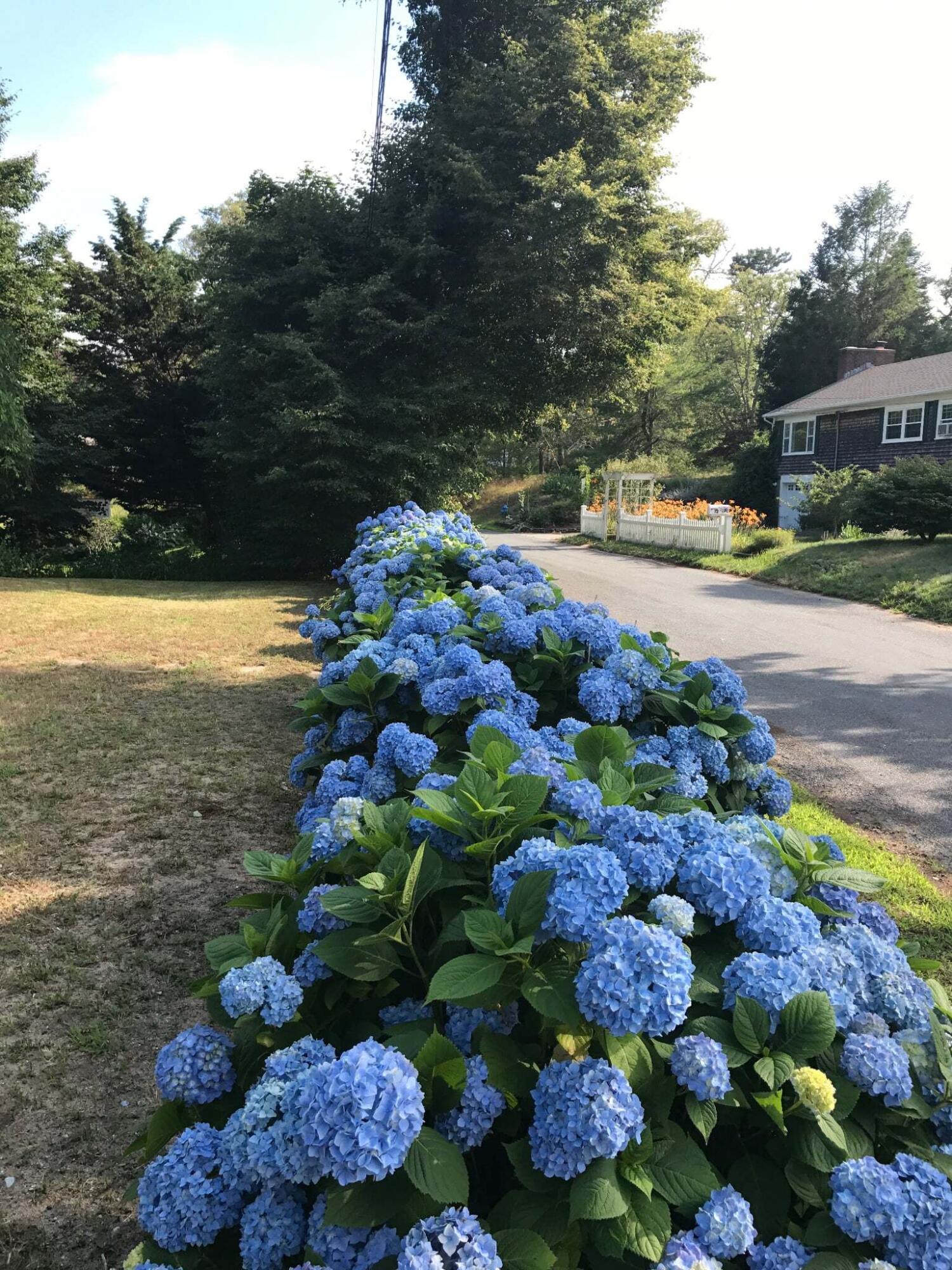 13 Allen Street Harwich, MA 02645 - Photo 22 of 31 a view of a garden with flowers