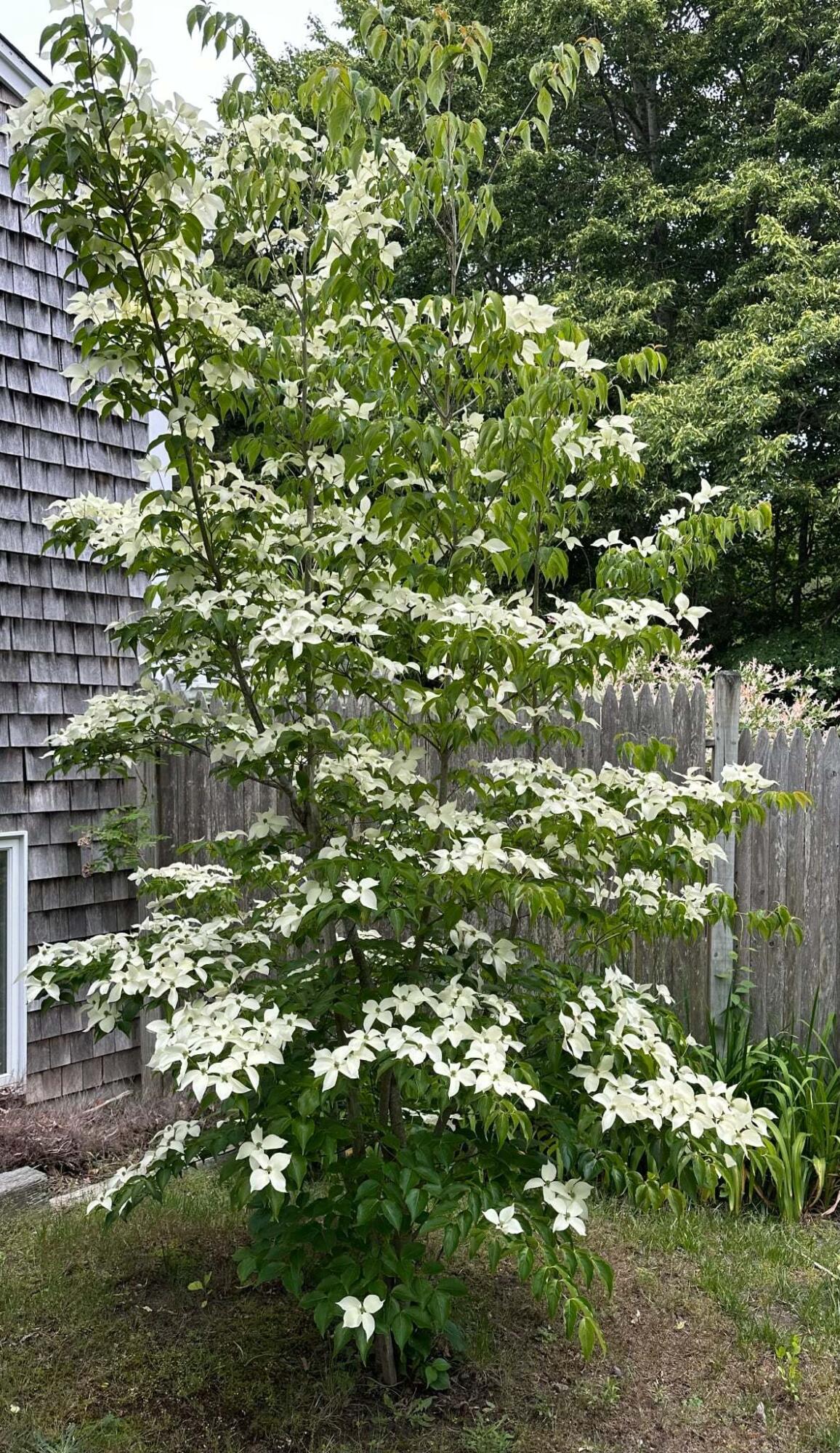 13 Allen Street Harwich, MA 02645 - Photo 24 of 31 a view of a tree in a garden