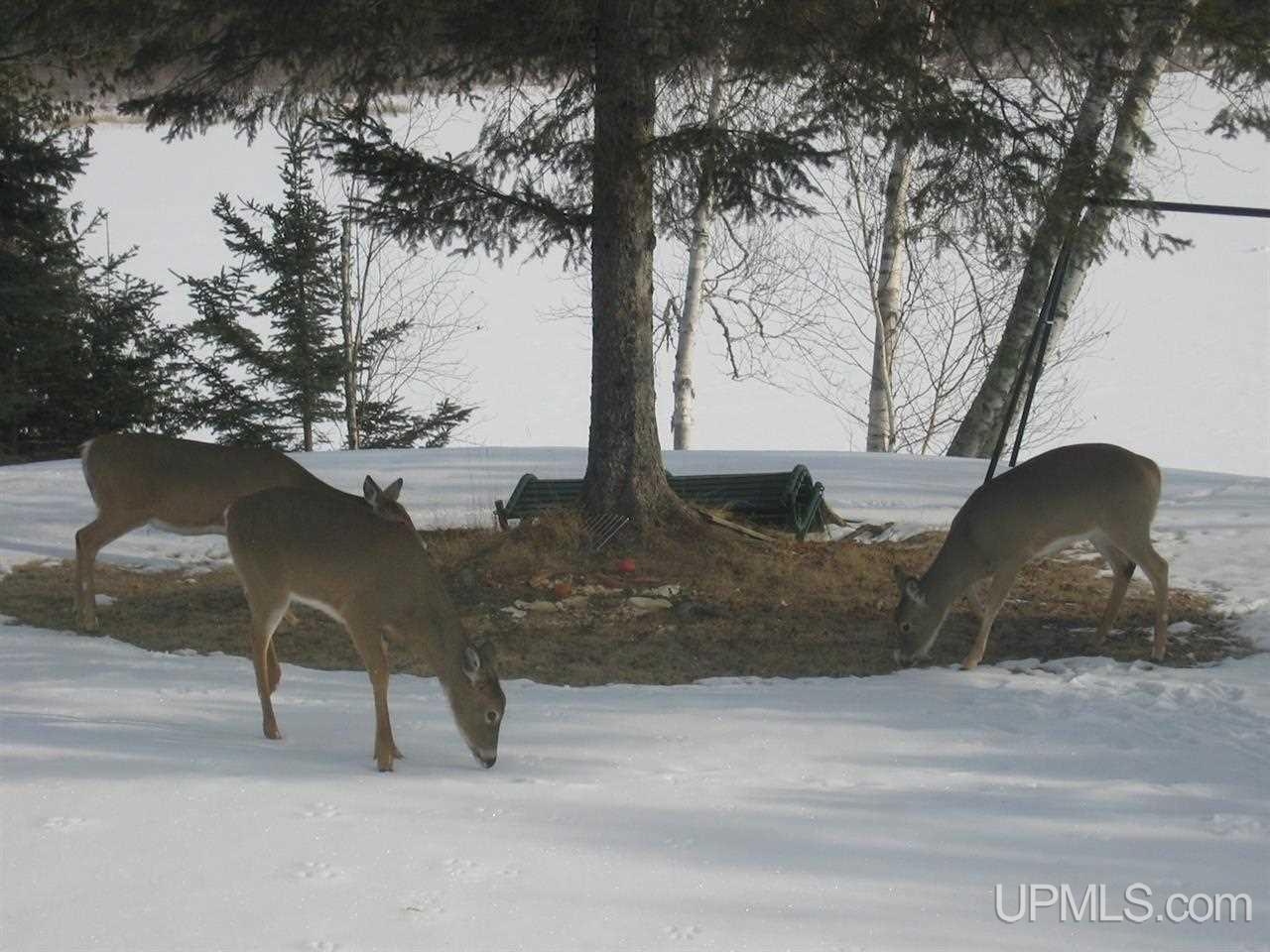 244 Blueberry Corner Road Crystal Falls, MI 49920 - Photo 19 of 19 Gallery Image 19