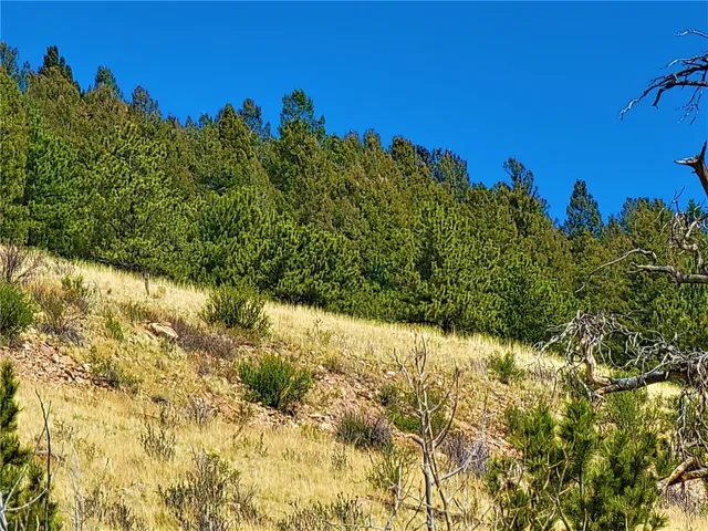 a view of a large tree next to a large tree