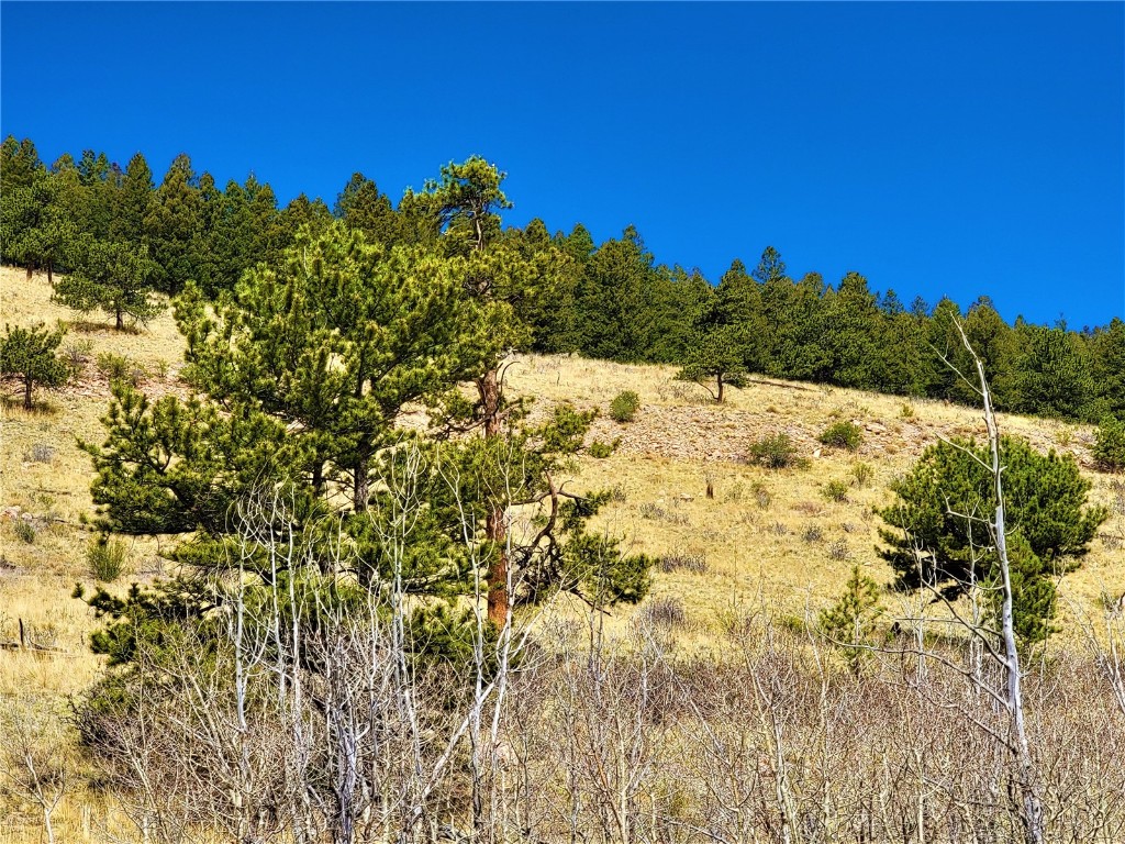 3481 Redhill Road Fairplay, CO 80440 - Photo 22 of 28 a view of a yard of a house with a yard