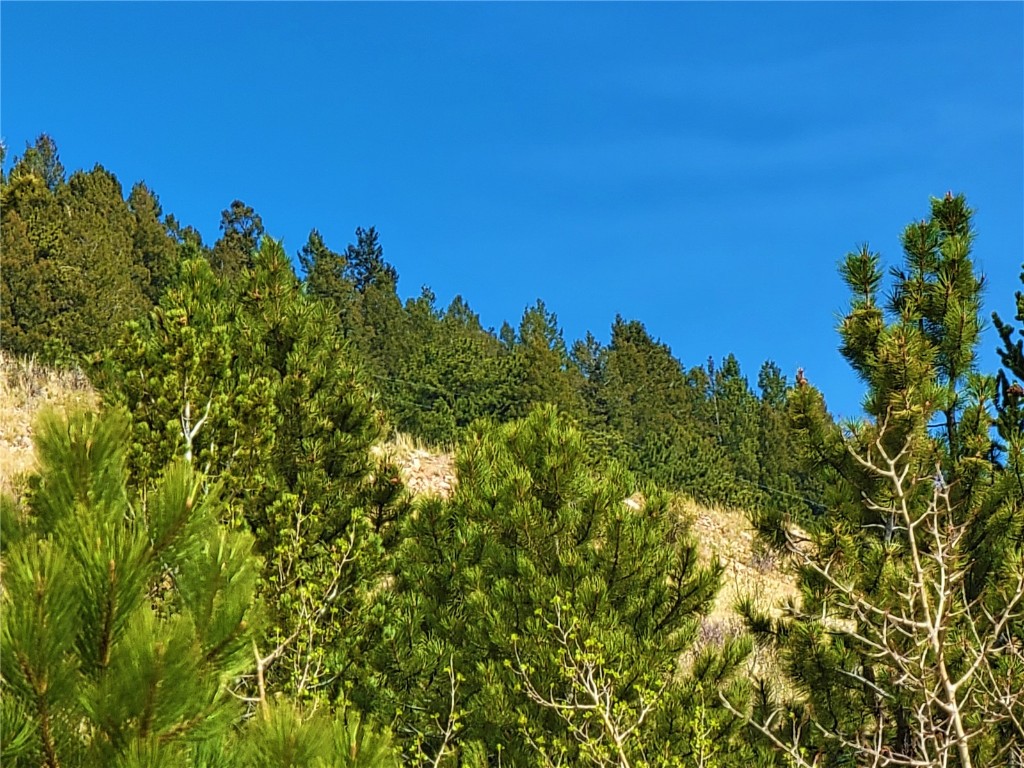 3481 Redhill Road Fairplay, CO 80440 - Photo 24 of 49 a view of a tree with a tree in front of it