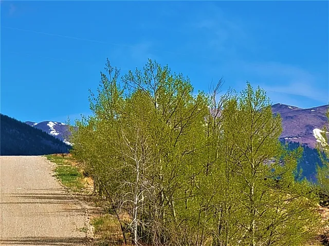a view of a forest with a tree