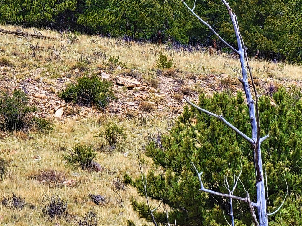 3481 Redhill Road Fairplay, CO 80440 - Photo 27 of 49 a view of a backyard of the house