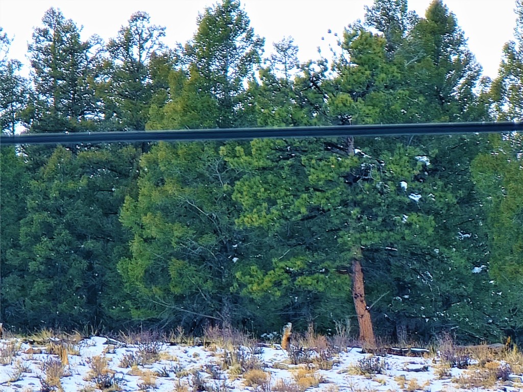 3481 Redhill Road Fairplay, CO 80440 - Photo 27 of 28 a view of a forest with a tree
