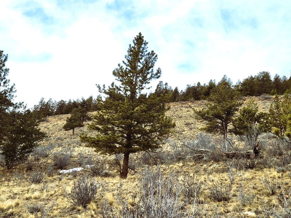 3481 Redhill Road Fairplay, CO 80440 - Photo 41 of 49 a view of a covered with snow