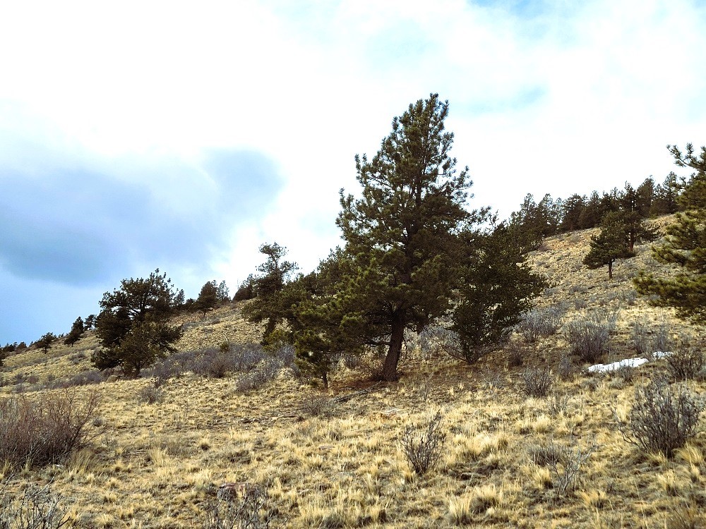 3481 Redhill Road Fairplay, CO 80440 - Photo 42 of 49 a view of a dry yard