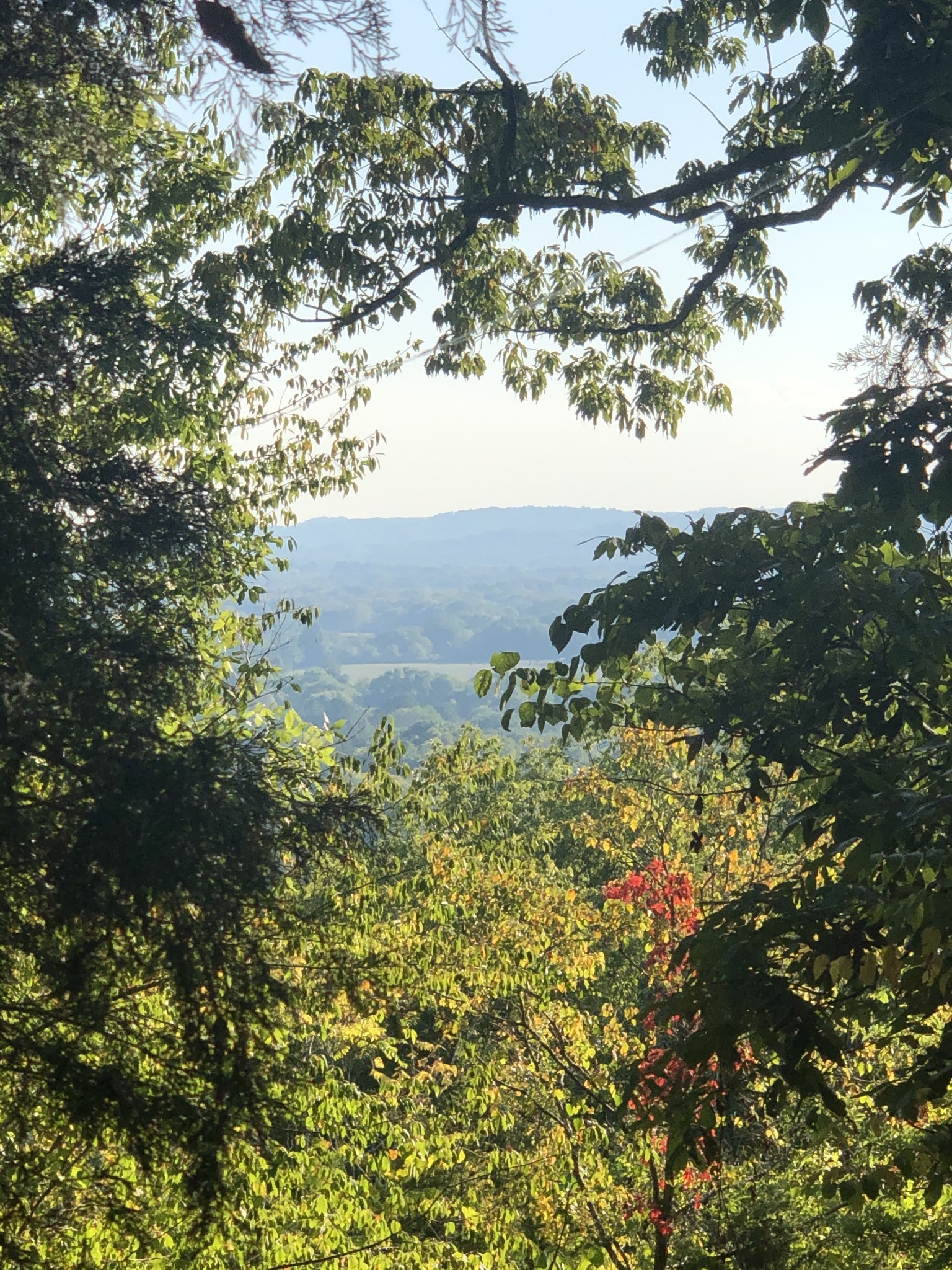 1462 Sneed Road West Franklin, TN 37069 - Photo 2 of 4 a view of a tree with a yard