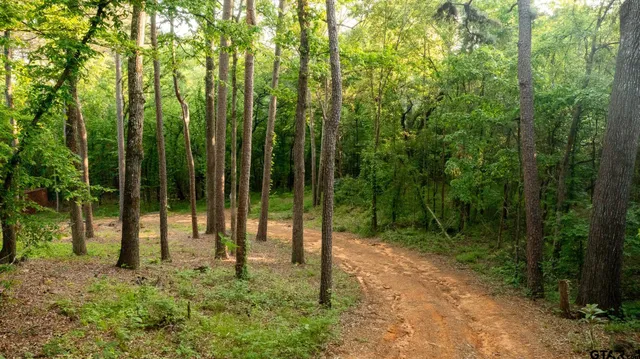a view of a forest with trees