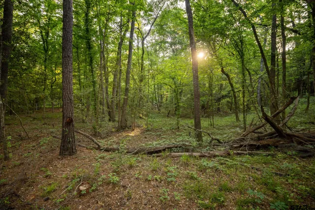 a view of a forest with trees in the background