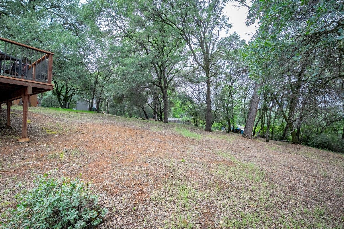 6561 Trinity Way Placerville, CA 95667 - Photo 49 of 58 a view of a forest with trees in the background