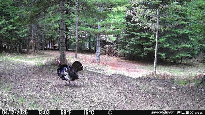 4177 East Eagles Mere Road Harrison, ID 83833 - Photo 100 of 100 Turkey