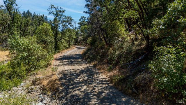 a view of a forest with a tree