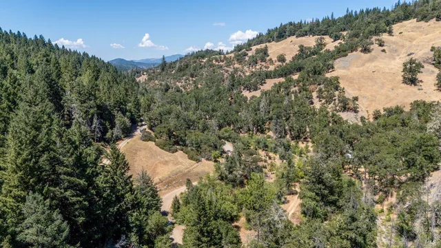 a view of a yard with plants and tree