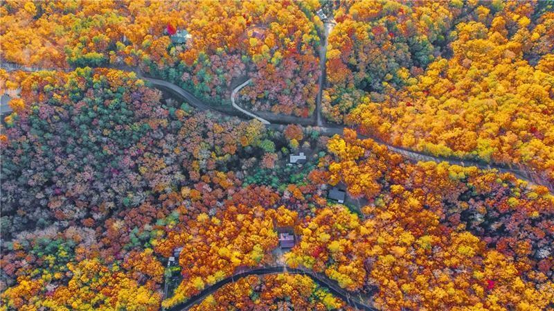375 Adair Drive Ranger, GA 30734 - Photo 10 of 27 a view of a tree