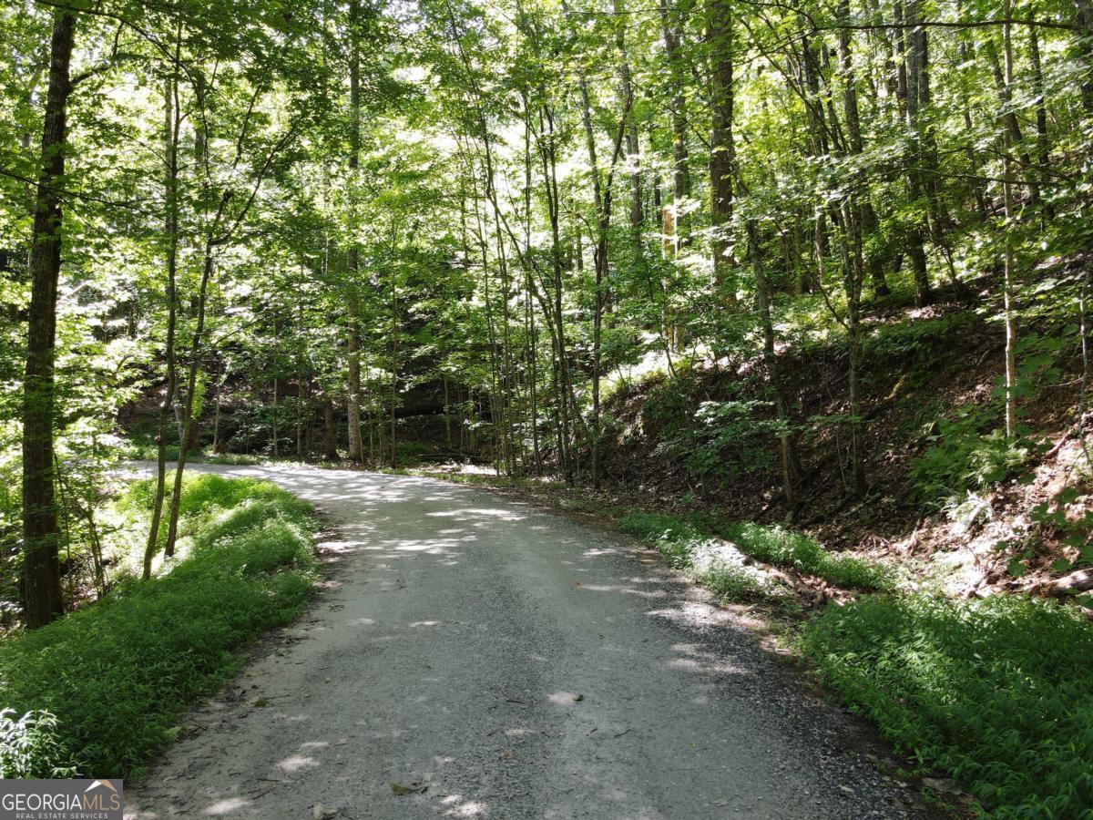 a view of a forest with trees