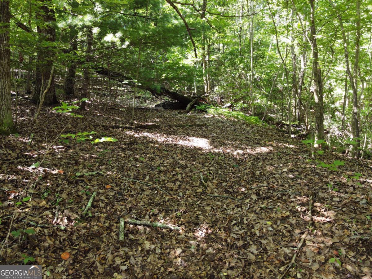 0 Bald Eagle Path Cleveland, GA 30528 - Photo 13 of 32 a view of tree