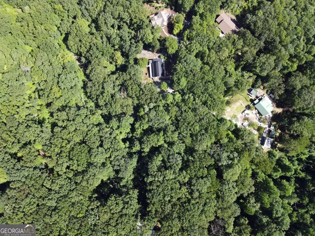 a view of a lush green forest
