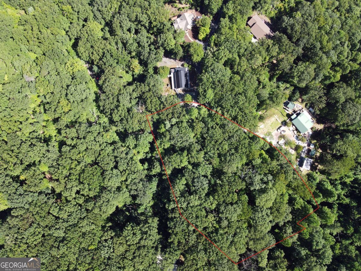 0 Bald Eagle Path Cleveland, GA 30528 - Photo 18 of 32 a close up of a plant
