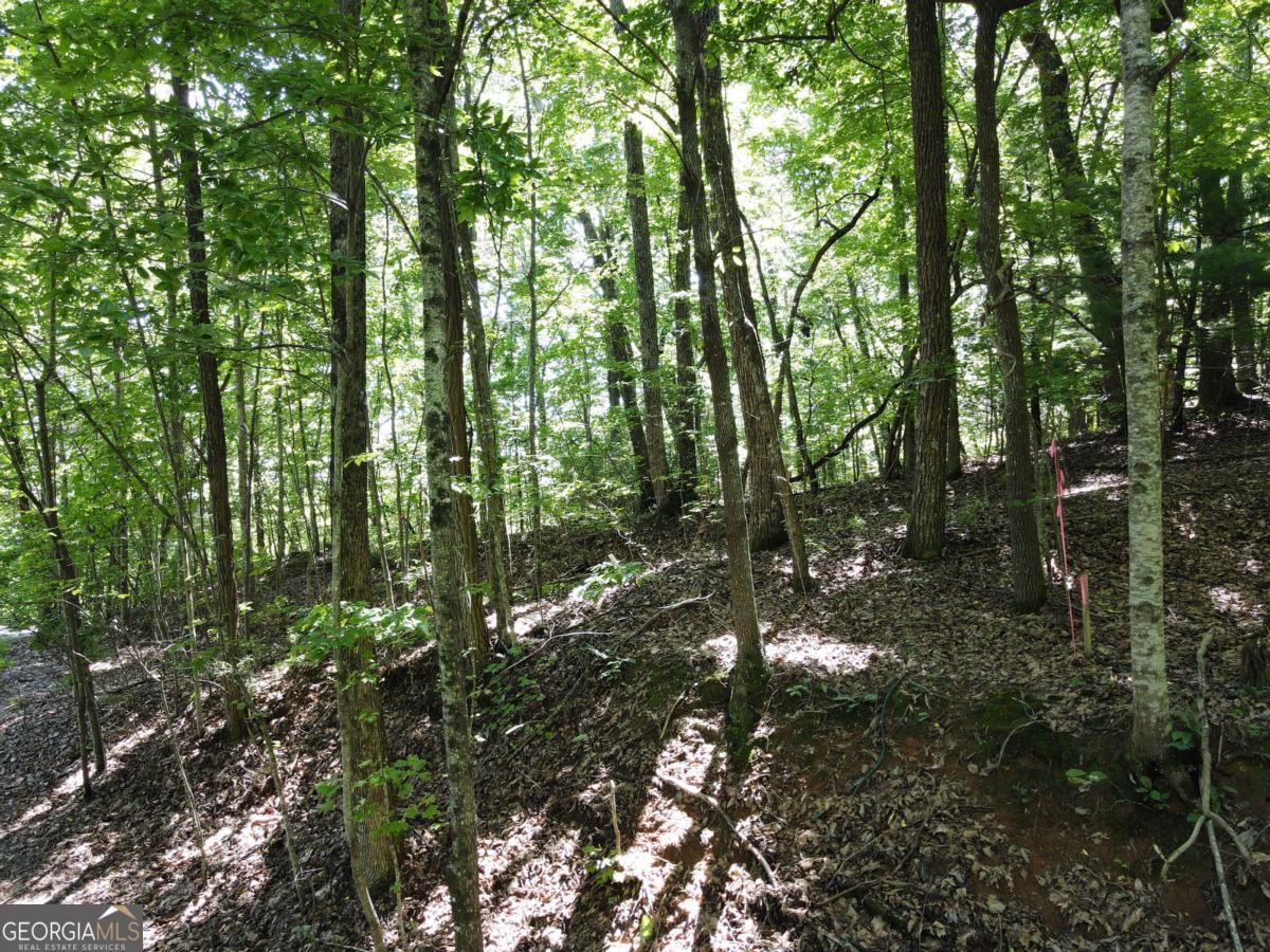 0 Bald Eagle Path Cleveland, GA 30528 - Photo 7 of 32 a view of forest
