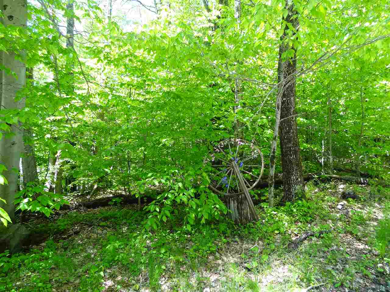 0 Old Tiffany Road Mount Holly, VT 05758 - Photo 5 of 8 Gallery Image 5