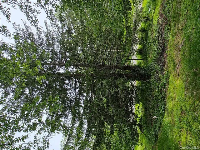 a view of a field with a tree