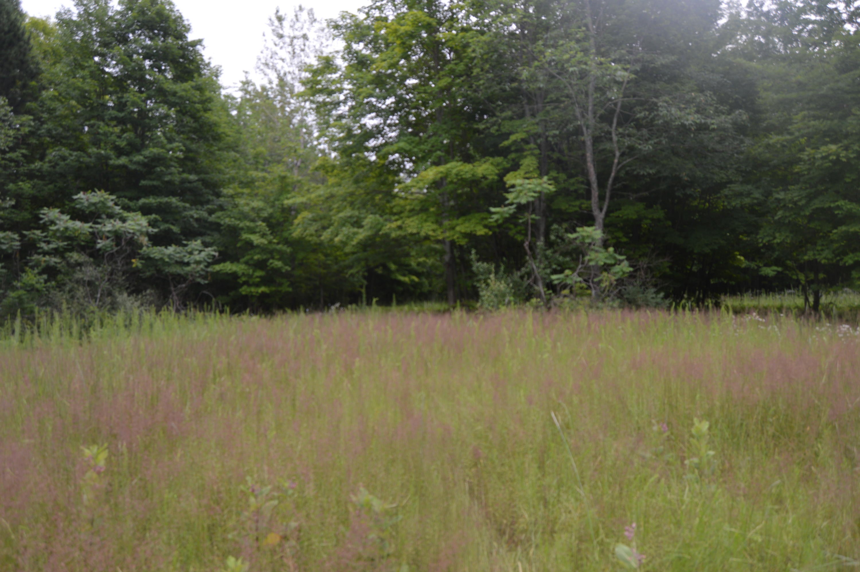 2910 Munger Road Carp Lake, MI 49718 - Photo 2 of 43 Gallery Image 2