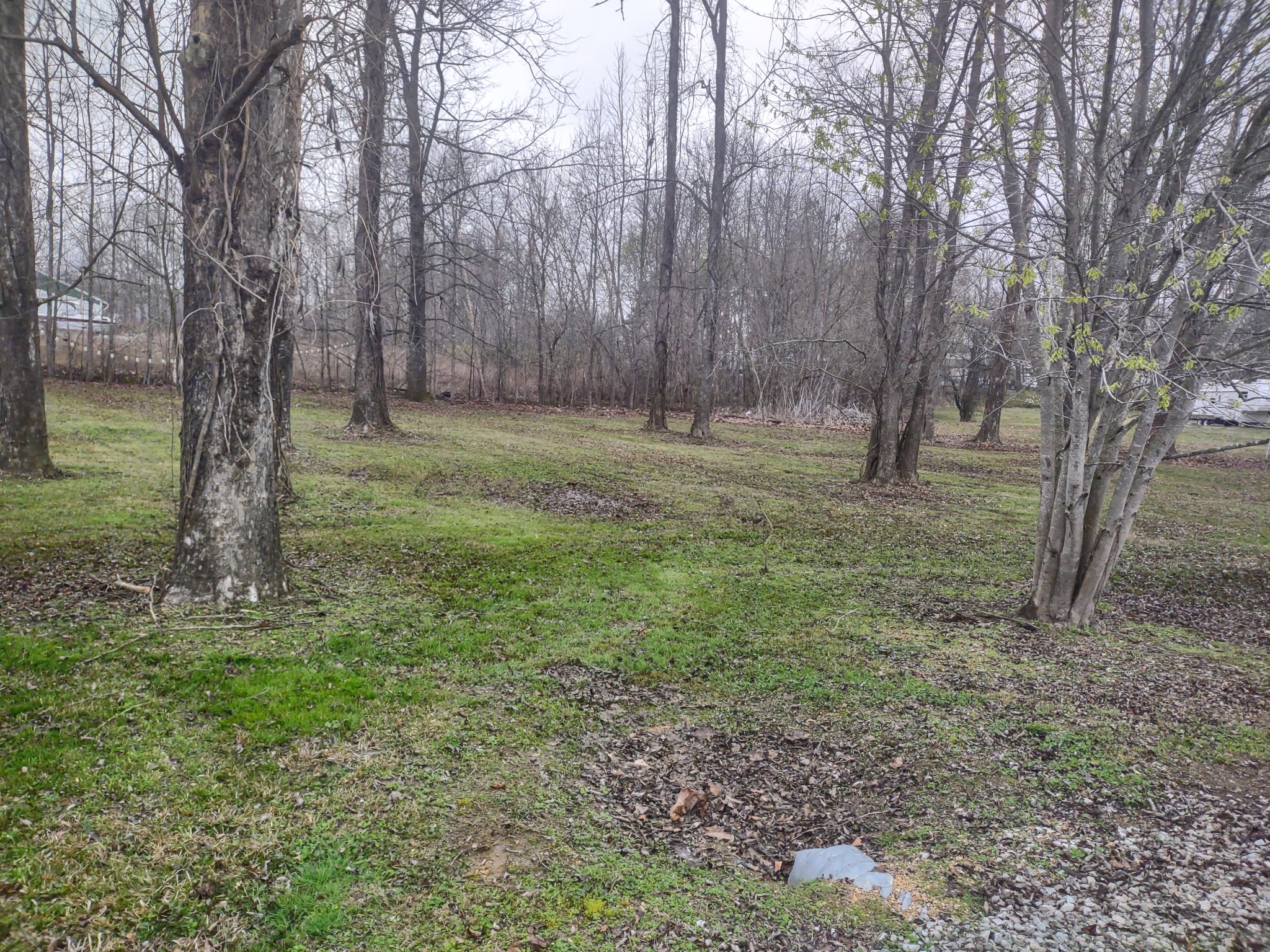 59 Lakeside Lane Decaturville, TN 38329 - Photo 14 of 18 a view of a forest with trees
